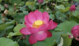 【A股出现探底回升，缩量反弹差强人意！】